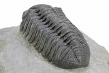 Fantastic Morocops Trilobite - Ofaten, Morocco #291847-5